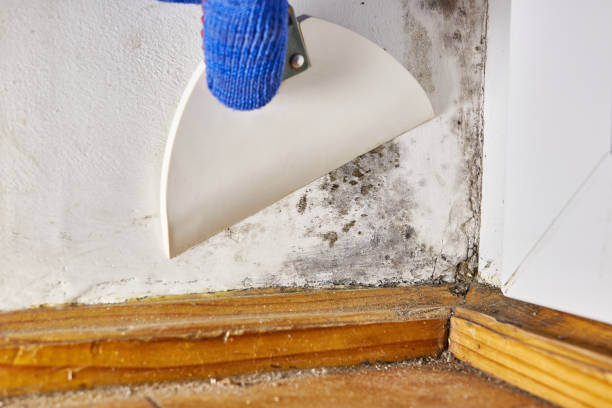 Professional Mold Removal in Croswell, MI