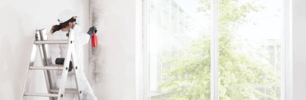 Mold Odor Removal Services in Croswell, MI